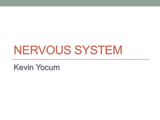 NERVOUS SYSTEM
Kevin Yocum
 