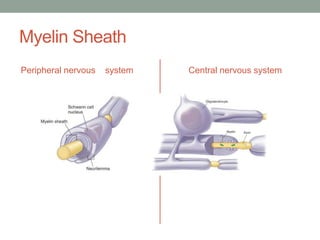 Myelin Sheath
Peripheral nervous system Central nervous system
 