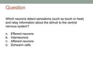 Question
Which neurons detect sensations (such as touch or heat)
and relay information about the stimuli to the central
nervous system?
A. Efferent neurons
B. Interneurons
C. Afferent neurons
D. Schwann cells
 