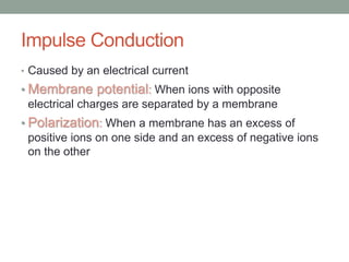 Impulse Conduction
• Caused by an electrical current
• Membrane potential: When ions with opposite
electrical charges are separated by a membrane
• Polarization: When a membrane has an excess of
positive ions on one side and an excess of negative ions
on the other
 