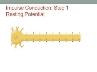 Impulse Conduction: Step 1
Resting Potential
 