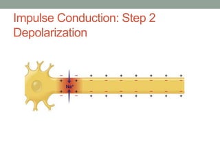 Impulse Conduction: Step 2
Depolarization
 