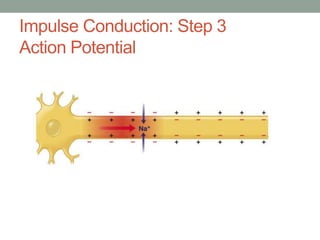 Impulse Conduction: Step 3
Action Potential
 