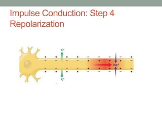 Impulse Conduction: Step 4
Repolarization
 