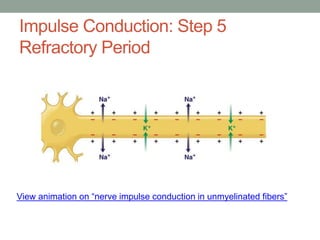 Impulse Conduction: Step 5
Refractory Period
View animation on “nerve impulse conduction in unmyelinated fibers”
 