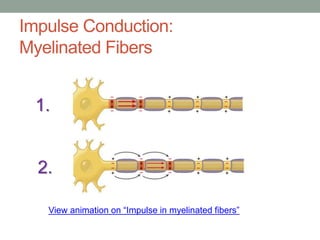 Impulse Conduction:
Myelinated Fibers
View animation on “Impulse in myelinated fibers”
1.
2.
 