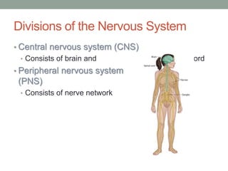 Divisions of the Nervous System
• Central nervous system (CNS)
• Consists of brain and spinal cord
• Peripheral nervous system
(PNS)
• Consists of nerve network
 