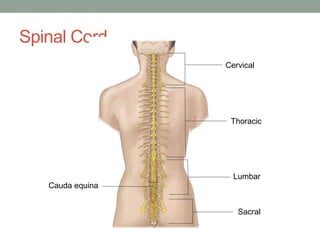 Spinal Cord
Cervical
Thoracic
Lumbar
Sacral
Cauda equina
 
