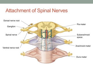 Attachment of Spinal Nerves
Dorsal nerve root
Ganglion
Ventral nerve root
Spinal nerve
Pia mater
Subarachnoid
space
Arachnoid mater
Dura mater
 