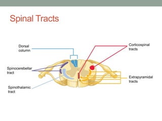 Spinal Tracts
Corticospinal
tracts
Extrapyramidal
tracts
Spinocerebellar
tract
Dorsal
column
Spinothalamic
tract
 