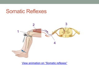 Somatic Reflexes
View animation on “Somatic reflexes”
1
2 3
4
 