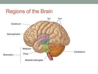 Regions of the Brain
Cerebrum
Diencephalon
Cerebellum
Midbrain
Pons
Medulla oblongata
Brainstem
 