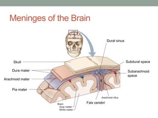 Meninges of the Brain
Dural sinus
Subdural space
Subarachnoid
space
Falx cerebri
Dura mater
Arachnoid mater
Pia mater
Skull
 