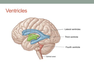 Ventricles
Lateral ventricles
Third ventricle
Fourth ventricle
 