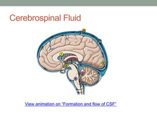 Cerebrospinal Fluid
View animation on “Formation and flow of CSF”
 