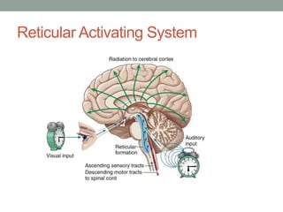Reticular Activating System
 