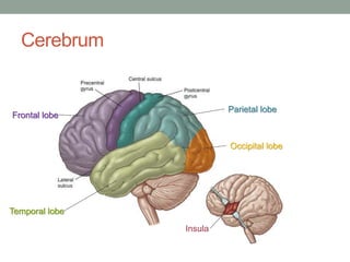 Cerebrum
Frontal lobe
Temporal lobe
Parietal lobe
Occipital lobe
Insula
 