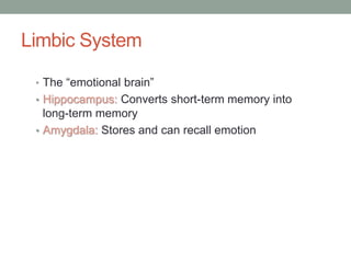 Limbic System
• The “emotional brain”
• Hippocampus: Converts short-term memory into
long-term memory
• Amygdala: Stores and can recall emotion
 