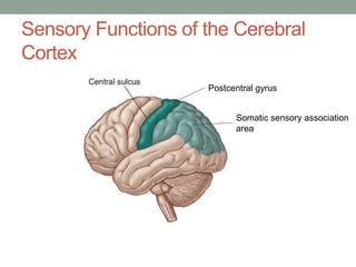 Sensory Functions of the Cerebral
Cortex
Postcentral gyrus
Somatic sensory association
area
 