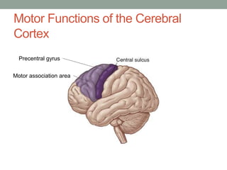 Motor Functions of the Cerebral
Cortex
Precentral gyrus
Motor association area
 