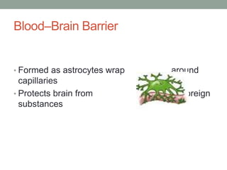 Blood–Brain Barrier
• Formed as astrocytes wrap around
capillaries
• Protects brain from foreign
substances
 
