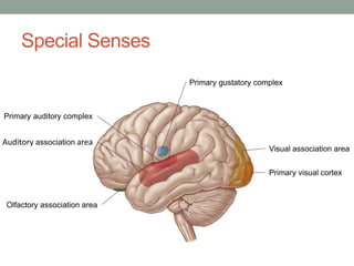 Special Senses
Primary gustatory complex
Primary visual cortex
Visual association area
Olfactory association area
Auditory association area
Primary auditory complex
 