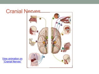 Cranial Nerves
View animation on
“Cranial Nerves”
 