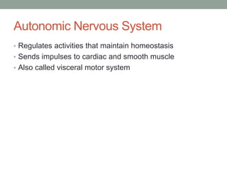 Autonomic Nervous System
• Regulates activities that maintain homeostasis
• Sends impulses to cardiac and smooth muscle
• Also called visceral motor system
 