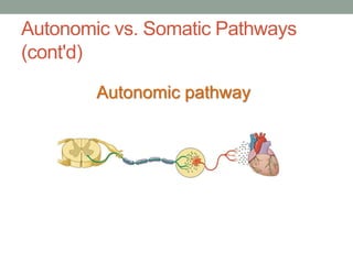 Autonomic vs. Somatic Pathways
(cont'd)
Autonomic pathway
 