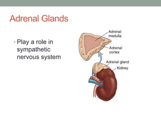 Adrenal Glands
• Play a role in
sympathetic
nervous system
 