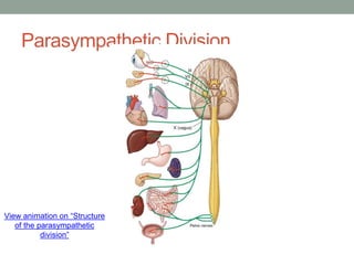 Parasympathetic Division
View animation on “Structure
of the parasympathetic
division”
 