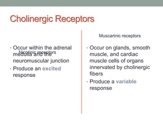 Cholinergic Receptors
Nicotinic receptors
• Occur within the adrenal
medulla and the
neuromuscular junction
• Produce an excited
response
Muscarinic receptors
• Occur on glands, smooth
muscle, and cardiac
muscle cells of organs
innervated by cholinergic
fibers
• Produce a variable
response
 