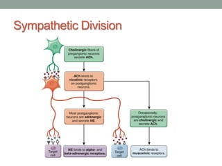 Sympathetic Division
 