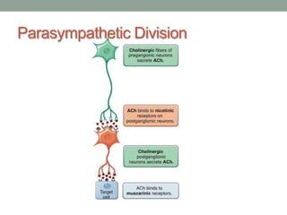 Parasympathetic Division
 
