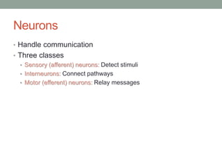 Neurons
• Handle communication
• Three classes
• Sensory (afferent) neurons: Detect stimuli
• Interneurons: Connect pathways
• Motor (efferent) neurons: Relay messages
 