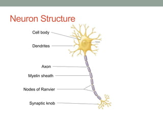 Neuron Structure
Cell body
Dendrites
Axon
Myelin sheath
Nodes of Ranvier
Synaptic knob
 