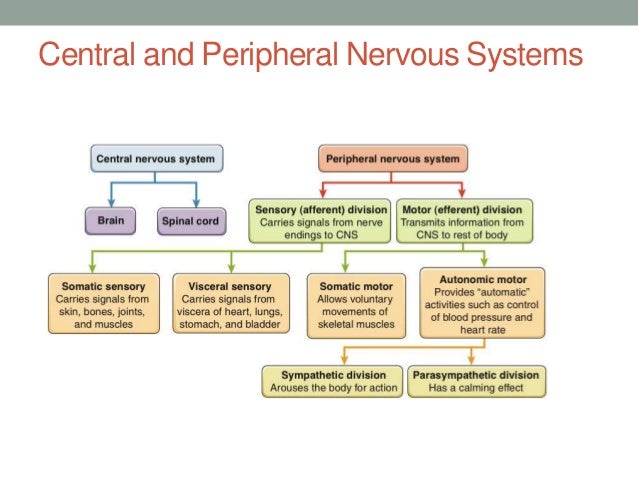 Nervous System Division Chart - FREE DOWNLOAD