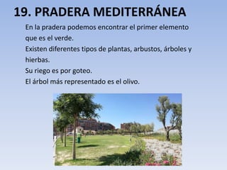 19. PRADERA MEDITERRÁNEA
En la pradera podemos encontrar el primer elemento
que es el verde.
Existen diferentes tipos de plantas, arbustos, árboles y
hierbas.
Su riego es por goteo.
El árbol más representado es el olivo.
 
