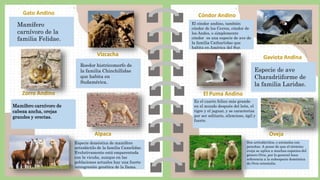Gato Andino
Vizcacha
Zorro Andino
Alpaca
Cóndor Andino
Gaviota Andina
El Puma Andino
Oveja
Mamífero
carnívoro de la
familia Felidae.
Roedor histricomorfo de
la familia Chinchillidae
que habita en
Sudamérica.
Mamífero carnívoro de
cabeza ancha, orejas
grandes y erectas.
Especie doméstica de mamífero
artiodáctilo de la familia Camelidae.
Evolutivamente está emparentada
con la vicuña, aunque en las
poblaciones actuales hay una fuerte
introgresión genética de la llama.
El cóndor andino, también
cóndor de los Cerros, cóndor de
los Andes, o simplemente
cóndor es una especie de ave de
la familia Cathartidae que
habita en América del Sur.
Especie de ave
Charadriiforme de
la familia Laridae.
Es el cuarto felino más grande
en el mundo después del león, el
tigre y el jaguar, y se caracteriza
por ser solitario, silencioso, ágil y
fuerte.
Son artiodáctilos, o animales con
pezuñas. A pesar de que el término
oveja se aplica a muchas especies del
género Ovis, por lo general hace
referencia a la subespecie doméstica
de Ovis orientalis.
 