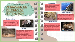 ANIMALES EN
PELIGRO DE
EXTINCIÓN
Se encuentra en peligro
de extinción debido a la
pérdida de hábitat y al
envenenamiento.
Cóndor Andino
Taruca
Gato Andino
Perdiz de Puna
Puma Andino
Felinos menos conocidos y a
su vez la especie más
amenazada de felinos del
continente americano.
La colonia de pumas que
actualmente habita en este lugar
corre el peligro de extinguirse,
debido a la falta de espacios
donde puedan desarrollarse las
especies.
Las principales amenazas para
este venado son la caza, la
pérdida de su hábitat, la
competencia con llamas y
alpacas por alimento; además,
de ser atacadas por perros
domésticos.
Posee cuerpo macizo, de cabeza
pequeña y cuello largo. Cabeza y
cuello blancos con características
y gruesas líneas café oscuro;
posee garganta blanco sucia.
 