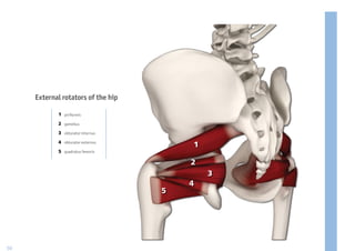 External rotators of the hip

            1 piriformis

            2 gamellus

            3 obturator internus

            4 obturator externus
                                        1
            5 quadratus femoris

                                        2
                                            3
                                        4
                                    5




50
 