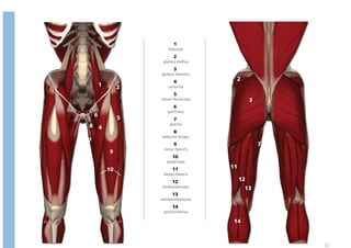 1
                         iliopsoas
                            2
                      gluteus medius
                            3
                     gluteus maximus
                            4
                                           2
        1        2       sartorius
                            5
                     tensor fascia lata             3
                            6
                        pectineus
    6
                 5          7
8 4                       gracilis
                            8
                     adductor longus
7
                            9                           7
                      rectus femoris
            9
                           10
                        quadriceps
            10             11             11
                      biceps femoris
                           12                  12
                     semitendonosus             13
                           13
                     semimembranosus
                           14
                      gastrocnemius

                                           14



                                                            51
 