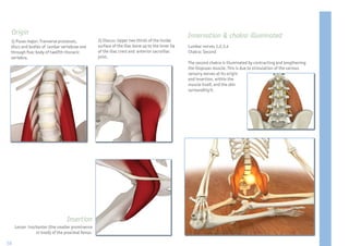 Origin                                                                                           Innervation & chakra illuminated
 1) Psoas major: Tranverse processes,             2) Iliacus: Upper two thirds of the inside
 discs and bodies of lumbar vertebrae one         surface of the iliac bone up to the inner lip   Lumbar nerves 1,2,3,4
 through ve; body of twelfth thoracic             of the iliac crest and anterior sacroiliac      Chakra: Second
 vertebra.                                        joint.
                                                                                                  The second chakra is illuminated by contracting and lengthening
                                                                                                  the iliopsoas muscle. This is due to stimulation of the various
                                                                                                  sensory nerves at its origin
                                                                                                  and insertion, within the
                                                                                                  muscle itself, and the skin
                                                                                                  surrounding it.




                                 Insertion
     Lesser trochanter (the smaller prominence
                or knob) of the proximal femur.

58
 