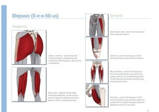 Iliopsoas (il-e-o-SO-us)                                      Synergists


Antagonists
                                                              Tensor fascia lata: assists the iliopsoas in
                                                               ne-tuning hip exion.




                  Gluteus maximus: extends hip and            Sartorius: assists the iliopsoas in ne-
                  trunk resulting in lengthening and          tuning hip exion and external rotation.
                  stretching of the Iliopsoas, particularly
                  in backbends.



                                                              Rectus femoris: assists the iliopsoas in
                                                               ne-tuning hip exion, also assists the
                                                              gluteus maximus in accentuating stretch
                                                              of the iliopsoas during back-bending (by
                                                              extending the knee).




                  Hamstrings: extends the hip when
                  initiating backbends, can be used to
                  draw the opposite leg iliopsoas into a      Pectineus: assists the iliopsoas in ne-
                  deeper stretch in lunging postures.         tuning hip exion and provides adduction
                                                              component to stabilize hip (also balances
                                                              abduction action of sartorius).

                                                                                                             59
 