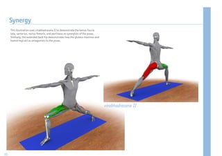 Synergy
     This illustration uses virabhadrasana II to demonstrate the tensor fascia
     lata, sartorius, rectus femoris, and pectineus as synergists of the psoas.
     Similarly, the extended back hip demonstrates how the gluteus maximus and
     hamstrings act as antagonists to the psoas.




                                                                                  virabhadrasana II




60
 