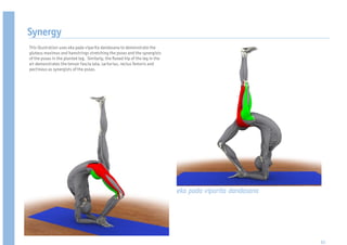 Synergy
This illustration uses eka pada viparita dandasana to demonstrate the
gluteus maximus and hamstrings stretching the psoas and the synergists
of the psoas in the planted leg. Similarly, the exed hip of the leg in the
air demonstrates the tensor fascia lata, sartorius, rectus femoris and
pectineus as synergists of the psoas.




                                                                             eka pada viparita dandasana




                                                                                                           61
 