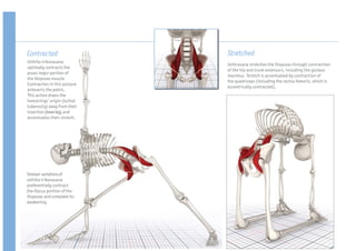 Contracted                    Stretched
Utthita trikonasana
                              Ushtrasana stretches the iliopsoas through contraction
optimally contracts the
                              of the hip and trunk extensors, including the gluteus
psoas major portion of
                              maximus. Stretch is accentuated by contraction of
the iliopsoas muscle.
                              the quadriceps (including the rectus femoris, which is
Contraction in this posture
                              eccentrically contracted).
anteverts the pelvis.
This action draws the
hamstrings’ origin (ischial
tuberosity) away from their
insertion (lower leg), and
accentuates their stretch.




Twisted variations of
utthita trikonasana
preferentially contract
the iliacus portion of the
iliopsoas and complete its
awakening.
 