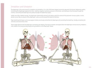 Inhalation and Exhalation
The diaphragm is the prime mover for inhalation and exhalation. It is a thin half-dome shaped muscle that separates the thoracic abdominal cavities.
Contracting the diaphragm expands the chest, creating a negative inspiratory pressure in the thorax, and drawing air into the lungs through the
trachea. Contracting the diaphragm also gently massages the abdominal organs.

Unlike most other skeletal muscles, the diaphragm rhythmically contracts and relaxes under the control of the autonomic nervous system, via the
phrenic nerve. We are unaware of the diaphragm, unless we consciously think about its function.

Yogic breathing techniques such as pranayama involve consciously contracting the diaphragm and controlling the breathing, thereby connecting the
conscious and unconscious mind.

These images demonstrate the diaphragm contracting and relaxing. The lungs are elastic and expand when the diaphragm contracts during inhalation.
Like a balloon the lungs passively empty during exhalation as the diaphragm relaxes.




                                                                                                                                                       213
 