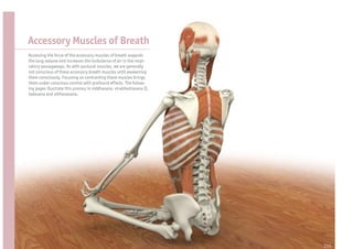 Accessory Muscles of Breath
Accessing the force of the accessory muscles of breath expands
the lung volume and increases the turbulence of air in the respi-
ratory passageways. As with postural muscles, we are generally
not conscious of these accessory breath muscles until awakening
them consciously. Focusing on contracting these muscles brings
them under conscious control with profound effects. The follow-
ing pages illustrate this process in siddhasana, virabhadrasana II,
tadasana and utthanasana.




                                                                      215
 
