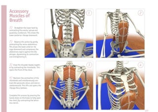 Accessory                                 1   2
Muscles of
Breath
1)    Straighten the lower back by
contracting the erector spinae and
quadratus lumborum. This draws the
lower posterior ribcage downward.


2)    Balance this action by gently
contracting the rectus abdominus.
This draws the lower anterior rib-
cage downward and compresses the
abdominal organs against the dia-
phragm, dynamizing its contraction
and strengthening it.


3) Draw the shoulder blades togeth-       3   4
er by contracting the rhomboids. This
opens the front of the chest.


4) Maintain the contraction of the
rhomboids and simultaneously con-
tract the pectoralis minor and sterno-
cleidomastoid. This lifts and opens the
ribcage like a bellows.


Complete this process by pressing the
hands down on the knees to fully open
the chest (by contracting the latissi-
mus dorsi).


                                                  217
 
